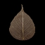 Picture of BROWN LEAF