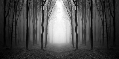 Picture of DARK WOODS