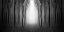 Picture of DARK WOODS