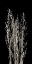 Picture of DRIED UP