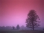 Picture of EVENING FIELDS