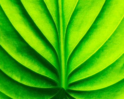 Picture of GREEN DESIGN