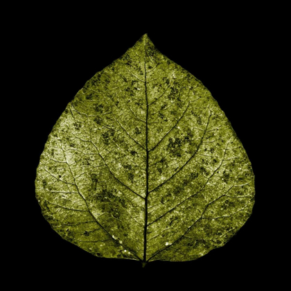 Picture of GREEN LEAF