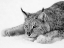 Picture of LYNX