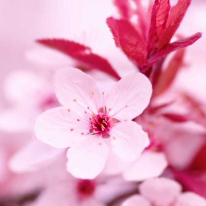 Picture of PINK BLOSSOM