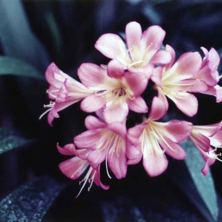 Picture of PINK BLOSSOM