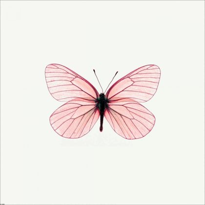 Picture of PINK BUTTERFLY