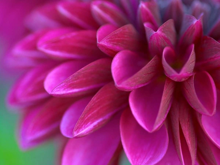 Picture of PINK CHRYSANTHEMUM