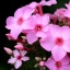 Picture of PINK FLOWERS
