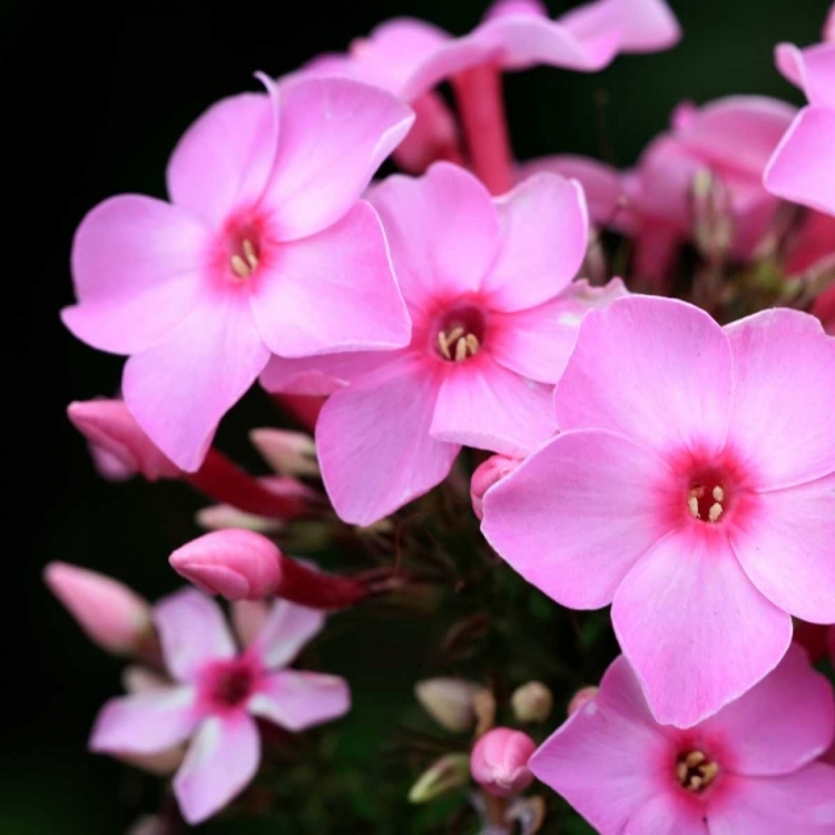 Picture of PINK FLOWERS