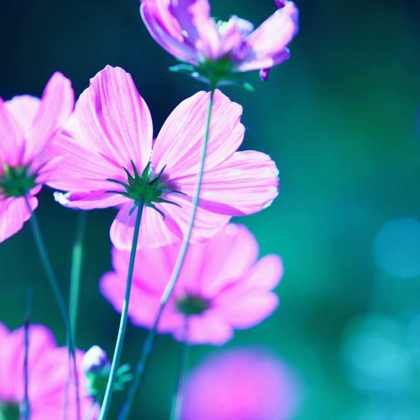 Picture of PINK FLOWERS