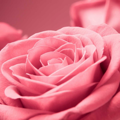 Picture of PINK ROSE