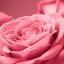 Picture of PINK ROSE