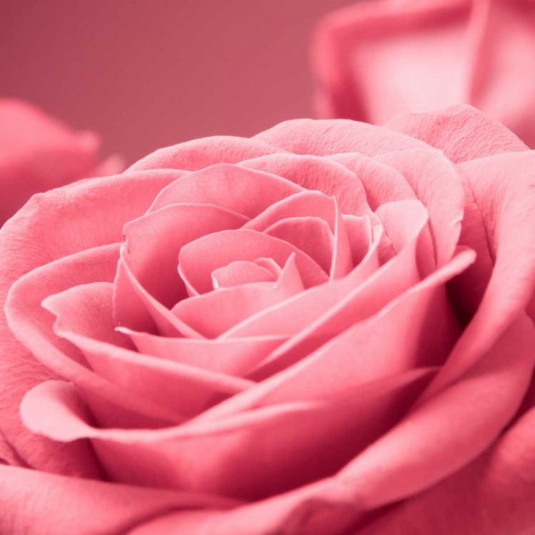 Picture of PINK ROSE