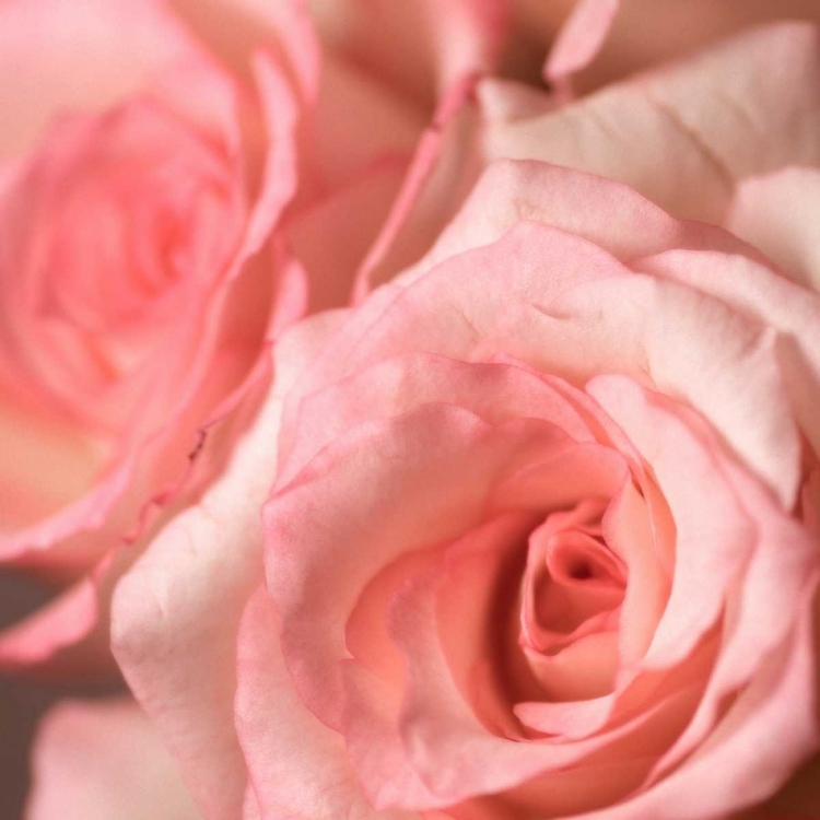 Picture of PINK ROSE