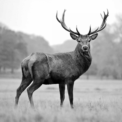 Picture of PROUD DEER