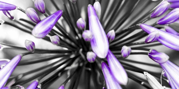 Picture of PURPLE FLOWER