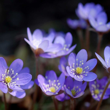Picture of PURPLE FLOWERS