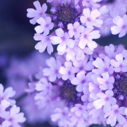 Picture of PURPLE FLOWERS