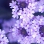 Picture of PURPLE FLOWERS