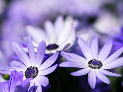 Picture of PURPLE FLOWERS