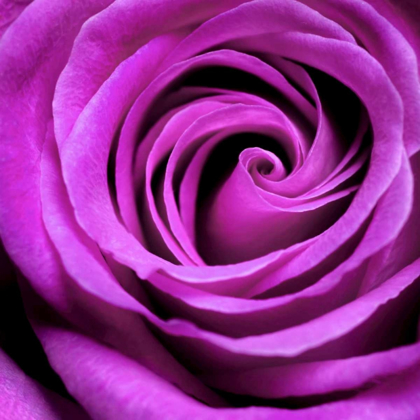 Picture of PURPLE ROSE