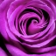Picture of PURPLE ROSE