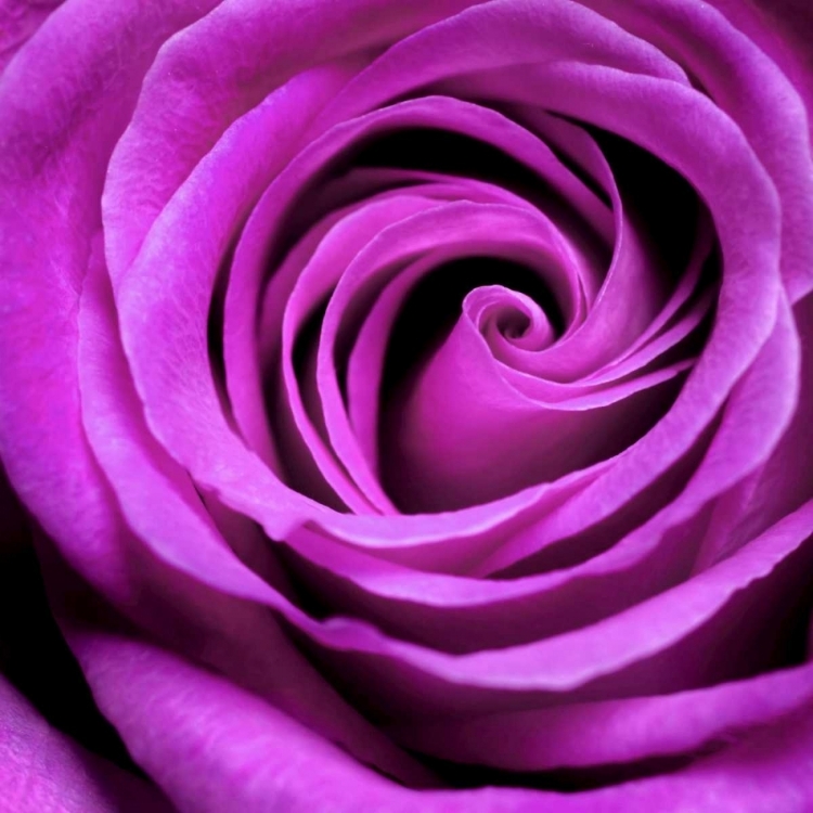 Picture of PURPLE ROSE