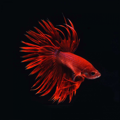 Picture of RED BETTA FISH