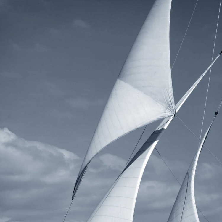 Picture of SAILS