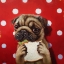 Picture of PUGALICIOUS