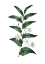 Picture of BOTANICA I