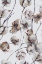Picture of COTTON I