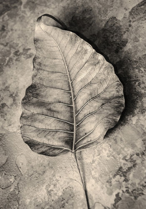 Picture of DRIED LEAF