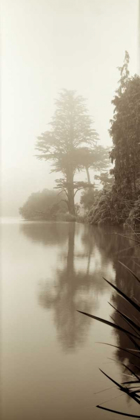 Picture of LAKESIDE TREE - 2