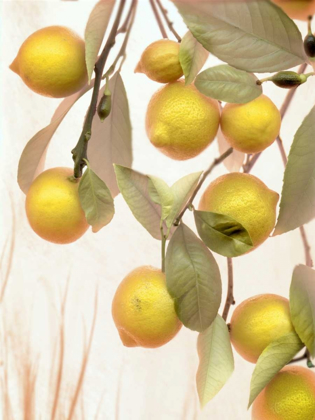 Picture of LEMONS - 1