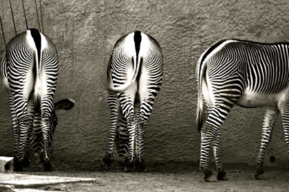 Picture of ZEBRA BUTTS