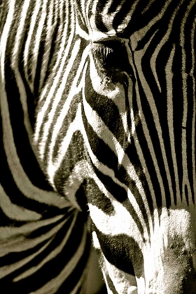 Picture of ZEBRA HEAD