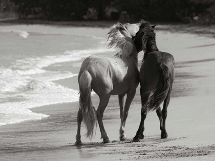 Picture of YOUNG MUSTANGS ON BEACH