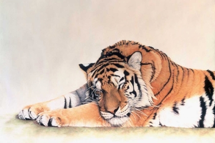 Picture of SLEEPING TIGER