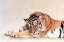 Picture of SLEEPING TIGER