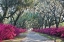 Picture of AZALEAS BONAVENTURE