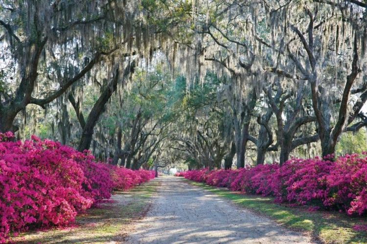 Picture of AZALEAS BONAVENTURE