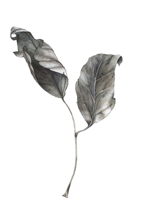 Picture of SILVER LEAF