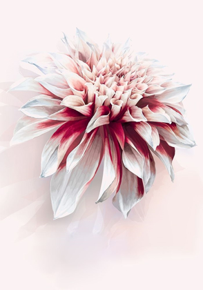 Picture of WATER DAHLIA