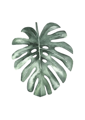 Picture of WATER LEAF