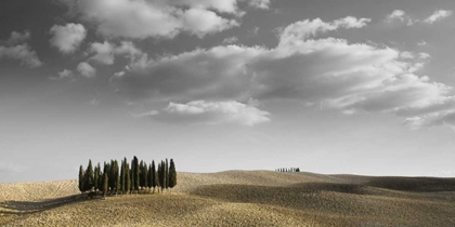 Picture of TOSCANA LANDSCAPE