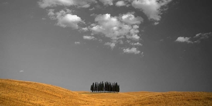 Picture of TOSCANA LANDSCAPE