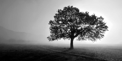 Picture of TREE IN MIST