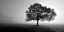 Picture of TREE IN MIST